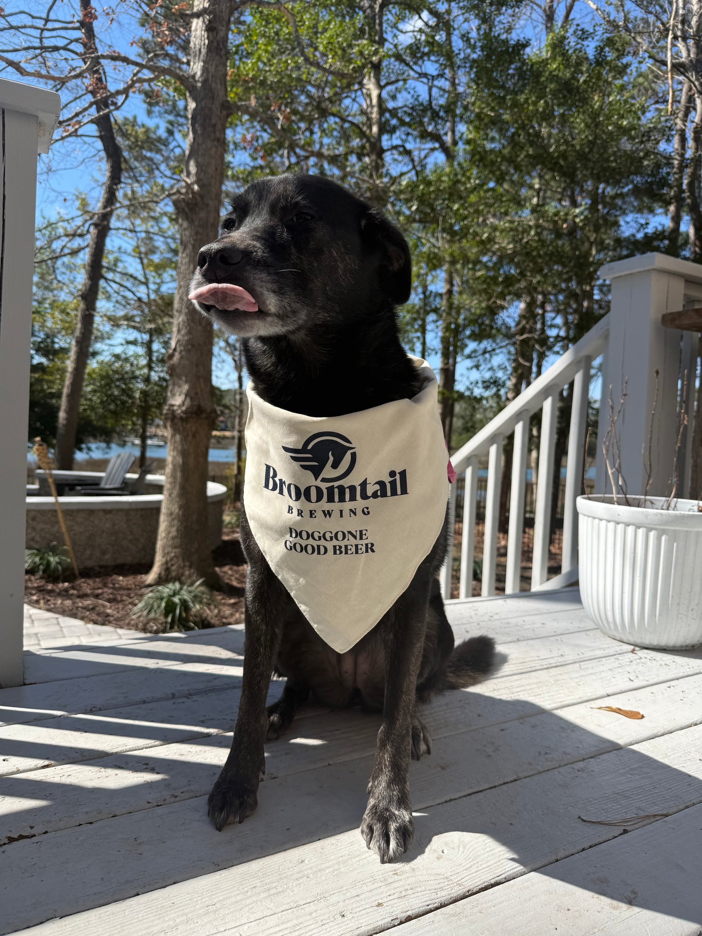 Dog Bandanna